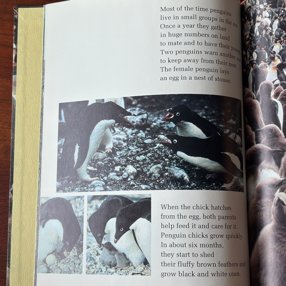 Animal Book Bundle - Picture 7 of 12